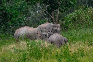 Fototapeta premium Its body is gray, its snout is called the trunk. The trunk of the Asian elephant has only one beak. Thailand.