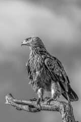 Fototapeta premium Tawny Eagle