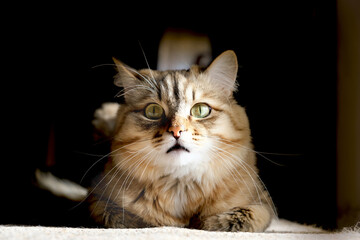 Obraz premium Close-up portrait of cute, fluffy curious cat. Portrait of tabby cat, intensive staring, confident. Beige white gray colors.