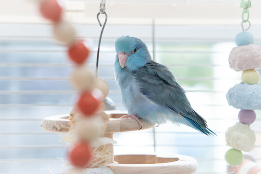 Deep blue Forpus parrotlet perched on a wooden stand surrounded by colorful bird toys.