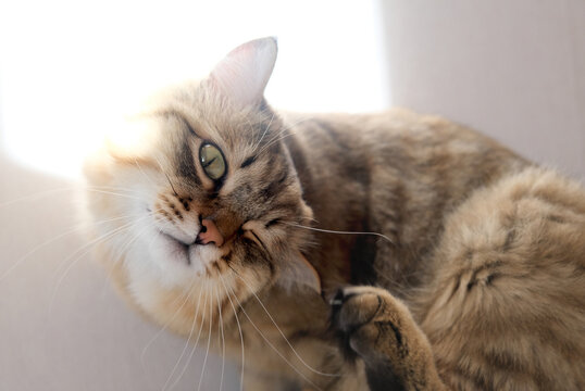 Domestic cat, kitten shaking head and ears, scratching, pawing inside its ear may be cause of ear mites, allergies, foreign bodies, infection disease and other ear problems. Close up.