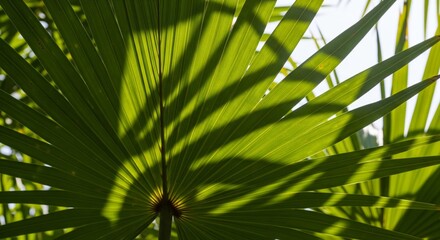 Fototapeta premium Palm Leaf Close Up with Sunlight Casting Dark Shadows