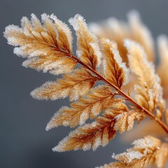 Frozen Fern Leaves with Delicate Frost on a Winter Morning