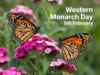 Fototapeta premium Two monarch butterflies on pink flowers celebrating western monarch day on february 5th in a garden