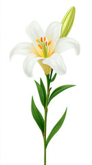 Fototapeta premium Elegant easter lily flower symbolizing purity and renewal for religious celebrations
