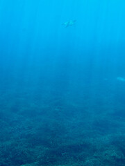 Fototapeta premium 青い海と海亀