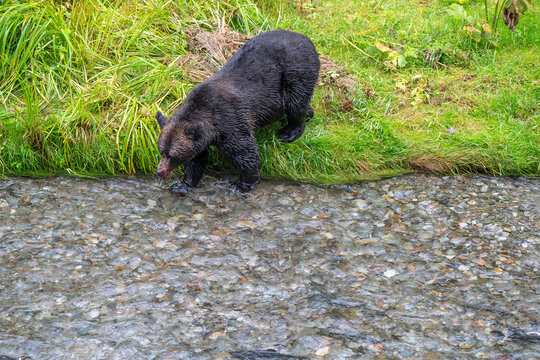 Grizzly Bear (Ursus arctos horribilis) fishing salmon during the salmon run at Fish Creek, Hyder town, Tongass national forest, Alaska, USA.