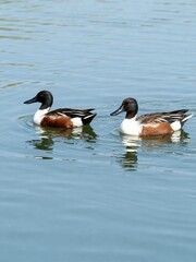 Two ducks swimming in water