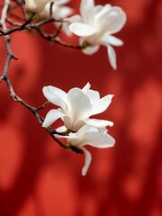White magnolia flowers on branch