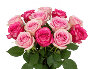 Delicate pink roses bouquet isolated on transparent background