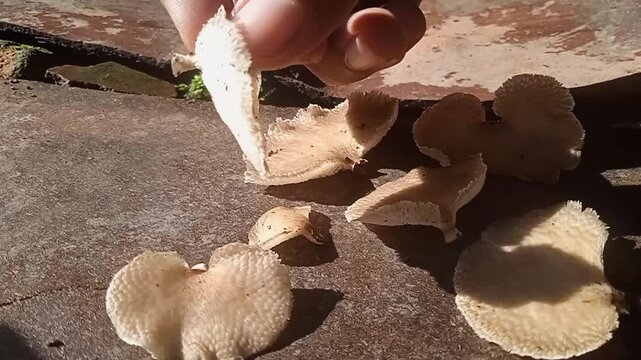 Looking at the shape and texture of the lower surface of the mushroom in the form of hexagonal pores (like a honeycomb).