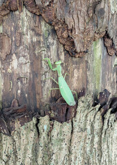 Green praying mantis camouflaged on an old tree with peeling bark texture.