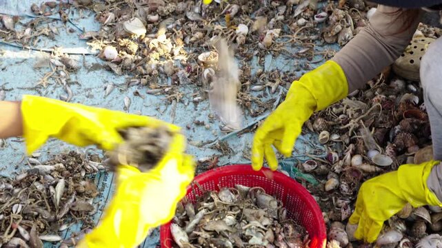 Women sorting fresh fish and shellfish catch at Vietnam seafood market