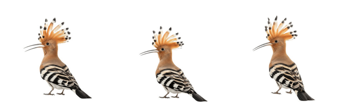Eurasian Hoopoe bird set isolated on white background. Common Hoopoe (Upupa epops) with distinctive crown of feathers in various poses.