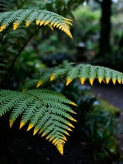 Fern leaves with yellow tips in forest