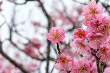 春の訪れを告げる鮮やかなピンク色の梅の花のクローズアップ