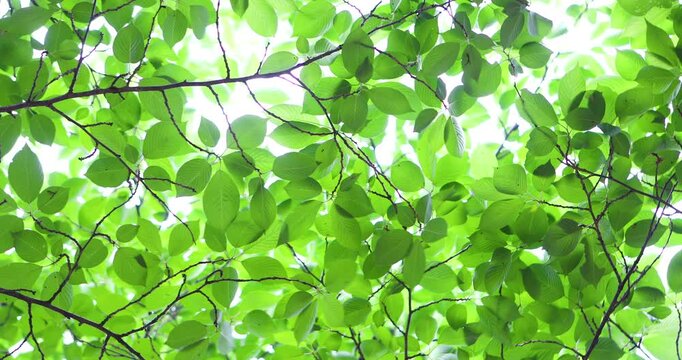 Whispering Leaves Dancing in the Gentle Breeze