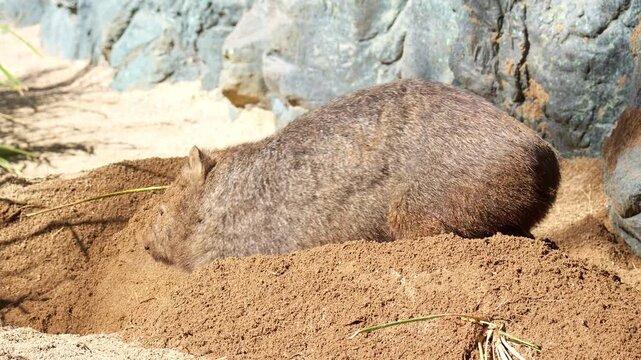 A cute Common wombat (Vombatus ursinus) actively digging a burrow in the sandy ground with its powerful forepaws and kicking loose dirt behind them with their hind legs under the sun, close up shot.