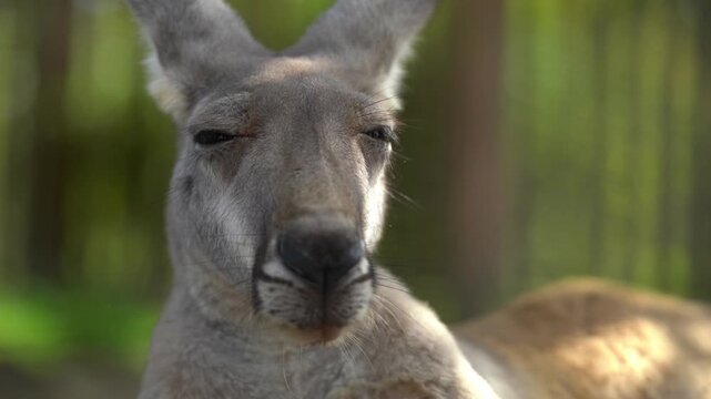 Extreme Close Up - Bothering a Sleepy Kangaroo