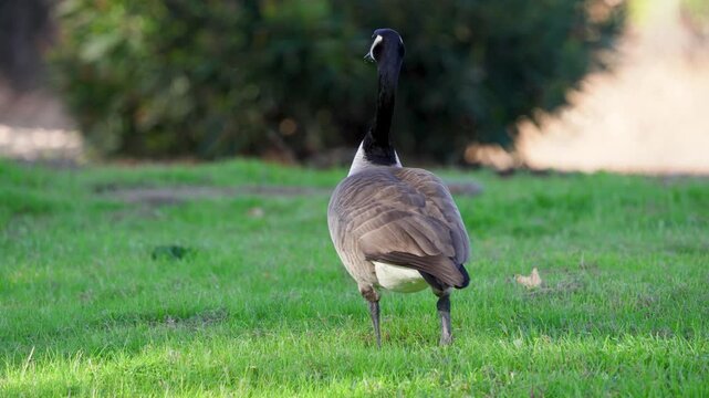 A Canada Goose grazes on grass at Castaic Lake, California.