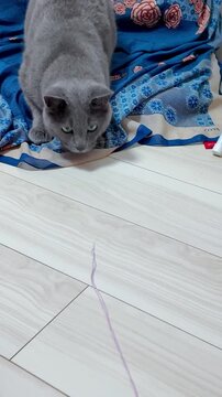 A focused gray cat crouches on a blue floral fabric, intently watching a pink string before pouncing on it.
