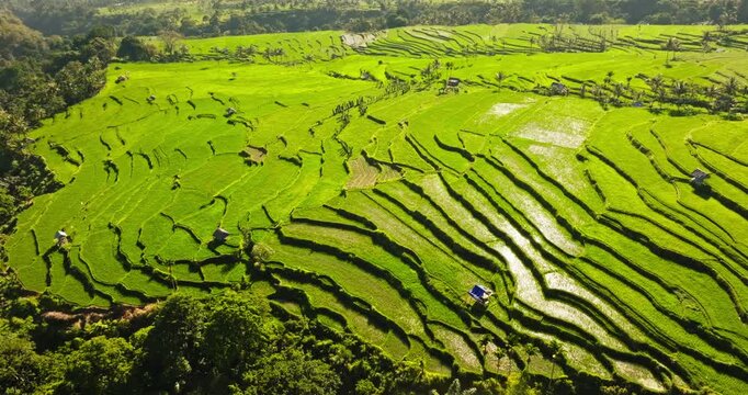 Bright green rice paddies creating natural steps across the rural landscape in Senaru, Lombok, showcasing traditional agriculture and the vibrant nature beauty of Indonesia from an aerial perspective