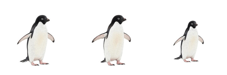Obraz premium Set of three Adélie Penguins
