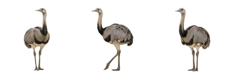 Obraz premium Set of three Greater Rhea (Rhea americana) birds in walking and standing poses isolated on white background