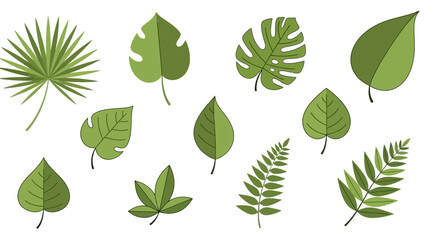 Fototapeta premium Collection of various green leaves.