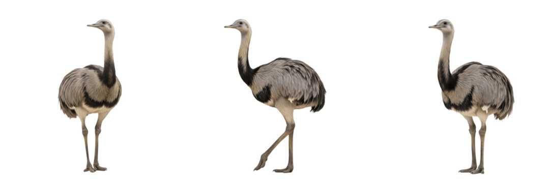 Set of three Greater Rhea (Rhea americana) birds in walking and standing poses isolated on white background