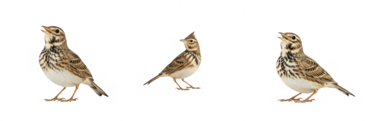 : Small Crested Lark birds singing and chirping isolated on white background set