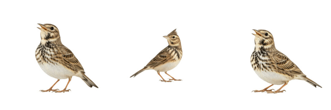 : Small Crested Lark birds singing and chirping isolated on white background set