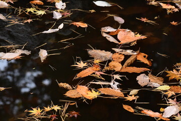 池に浮かぶ紅葉した落ち葉