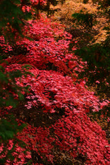 公園の真っ赤なモミジ