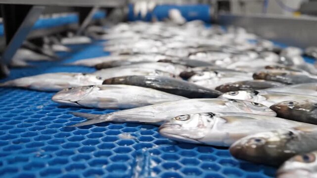 Fresh Fish Moving on a Blue Industrial Conveyor Belt, seafood processing concept