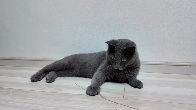 A grey cat with green eyes plays with a purple string on a wooden floor, eventually pouncing toward the camera
