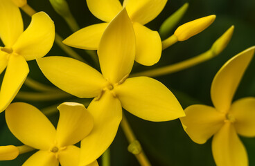 Bright yellow flowers with four delicate petals bloom vividly against a backdrop of deep green leaves.