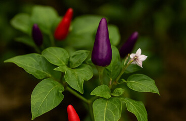 Colorful peppers in shades of red and purple grow among lush green leaves, with a delicate pink flower in bloom.