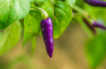 A vibrant purple chili pepper hangs gracefully from a lush green plant.