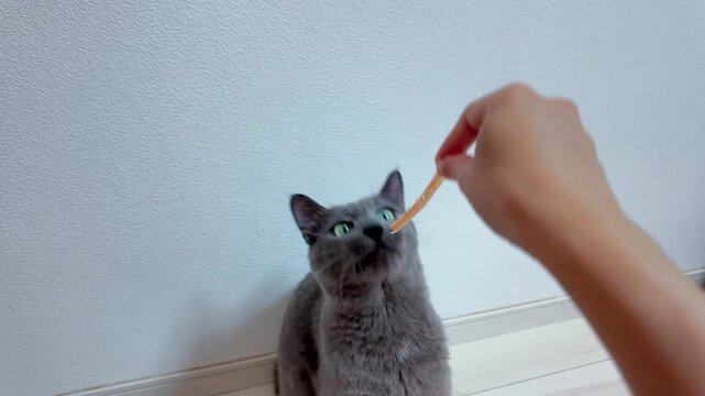 an energetic gray cat with striking green eyes is shown playing and interacting with its owner. The cat is captured pouncing on a pink string, and in another clip, it stands on its hind legs to playfu