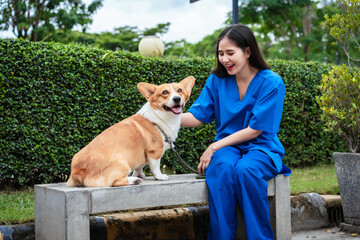 Asian veterinary nurse in blue scrubs walks a corgi on green lawn, reflecting compassionate pet...