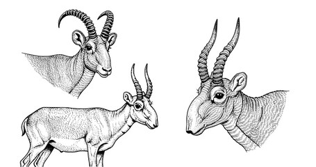Saiga antelope engraving illustration for rare luxury brand identity © Gabut Stock
