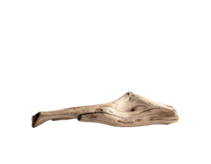 Close-up of smooth, weathered driftwood against a stark, black background. Natural, isolated