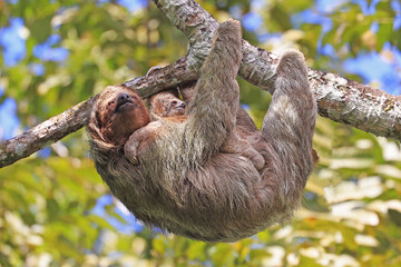 Fototapeta premium Mother Sloth with her baby on the tree in the forest, Costa Rica