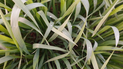 Obraz premium Fresh green grass blades with sparkling water dew drops and young sprouts growing in soil as a concept of nature renewal growth and ecology