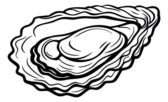 Line art illustration of an oyster depicting a marine bivalve for culinary design