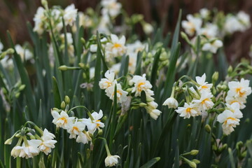 Fototapeta premium Daffodils blooming in winter in Japan