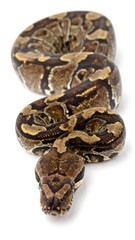Fototapeta premium A serpentine reptile, intricately patterned with brown, beige, and dark markings. Its head is at the bottom