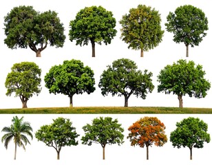 Assortment of diverse trees, each isolated against a white background, showcasing various forms and foliage