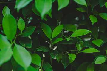 Obraz premium Abstract, nature Green leaf background and beautiful wallpaper.